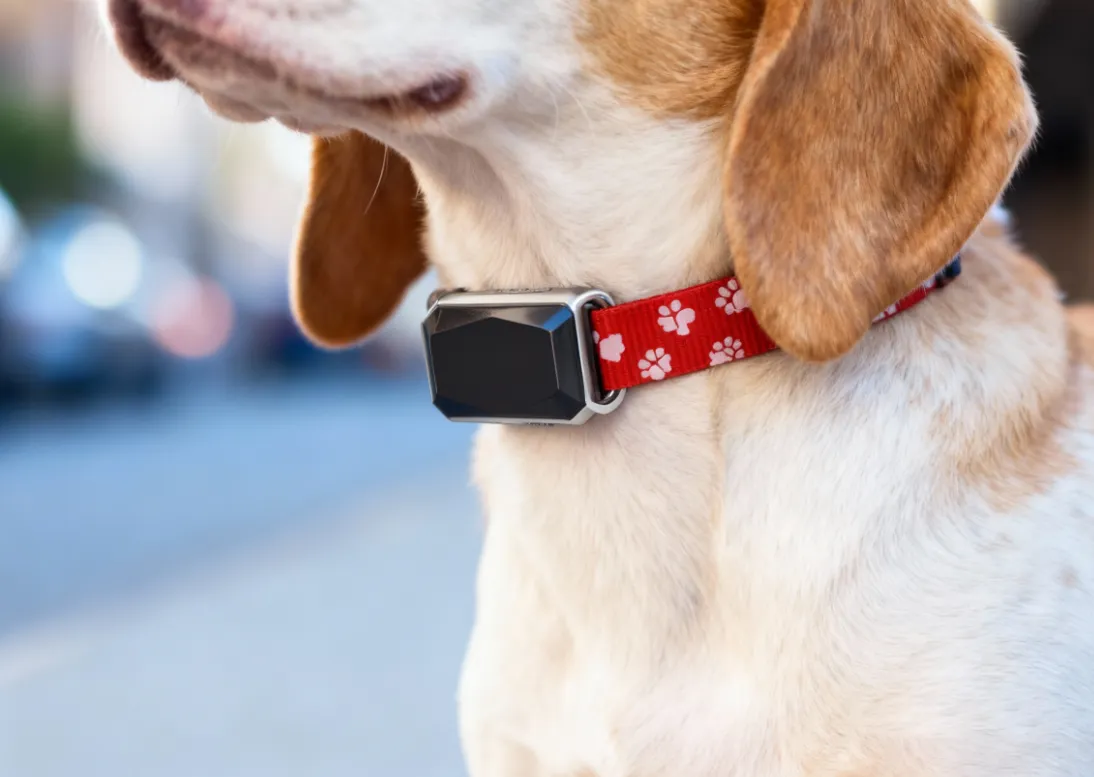 宠物追踪器